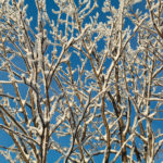 Snow covered tree branches against the blue sky winter tree background