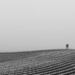 Winter Vineyard