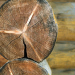 Timber log cross section