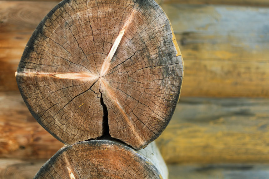 Timber log cross section