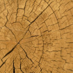 Wood slice cross section