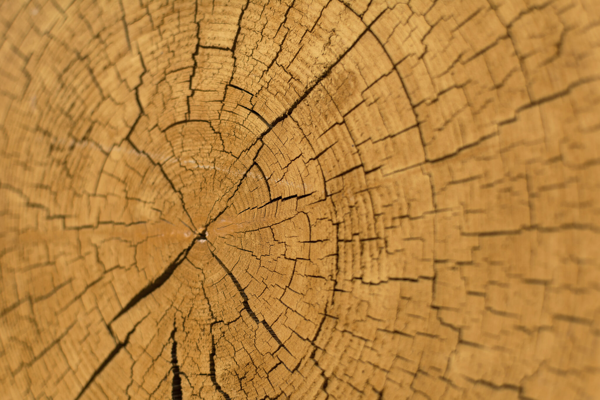 Wood Slice Cross Section Copyrightfree photo (by M. Vorel) LibreShot