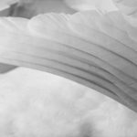 Swan wing