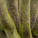 Trees Tree trunks