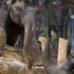 Young Elephant With Mother Young elephant with mother