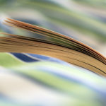 Book pages detail