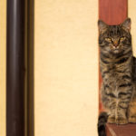 Tabby Cat Tabby Cat