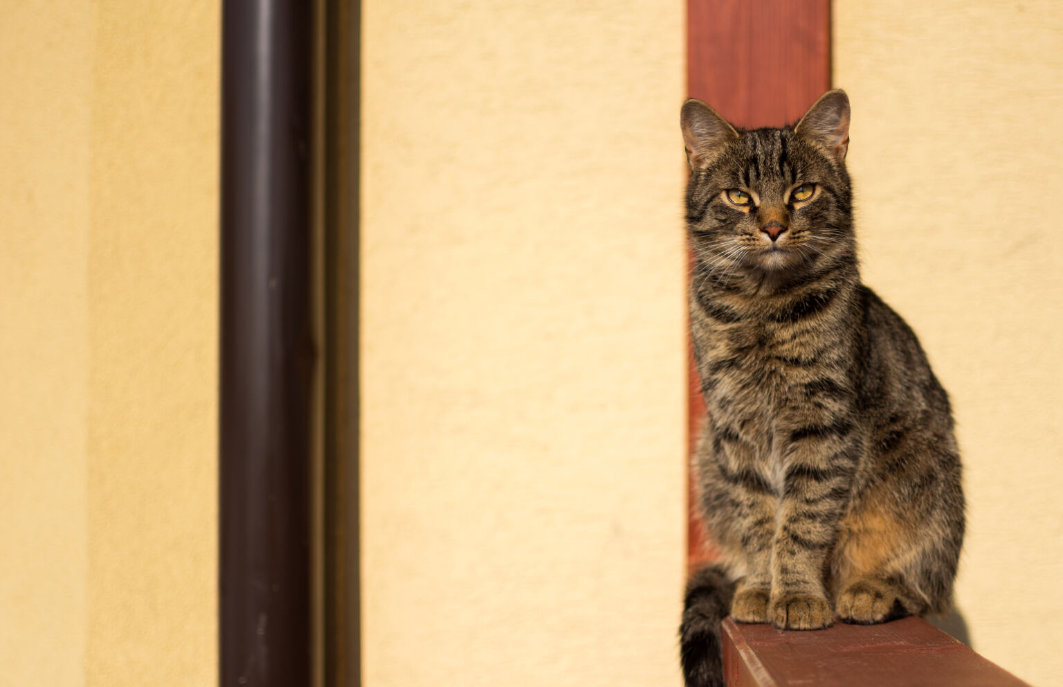 tabby cat free download
