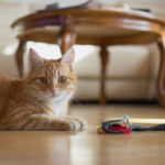 Cat at Home Cat at home