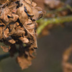 Dry oak leaves on a tree branch