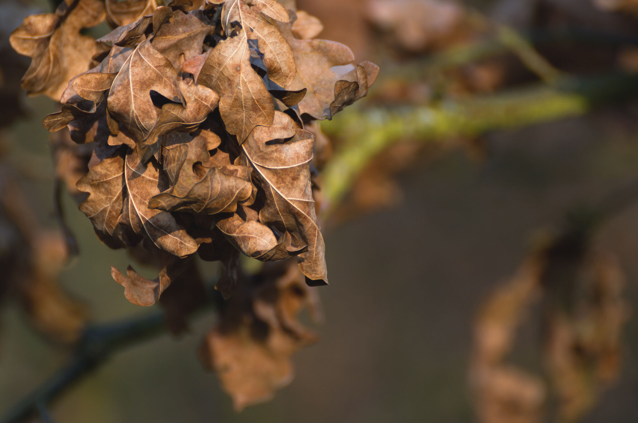 dry-oak-leaves-free-stock-photo-libreshot