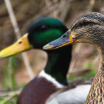 Pair of ducks Pair of ducks