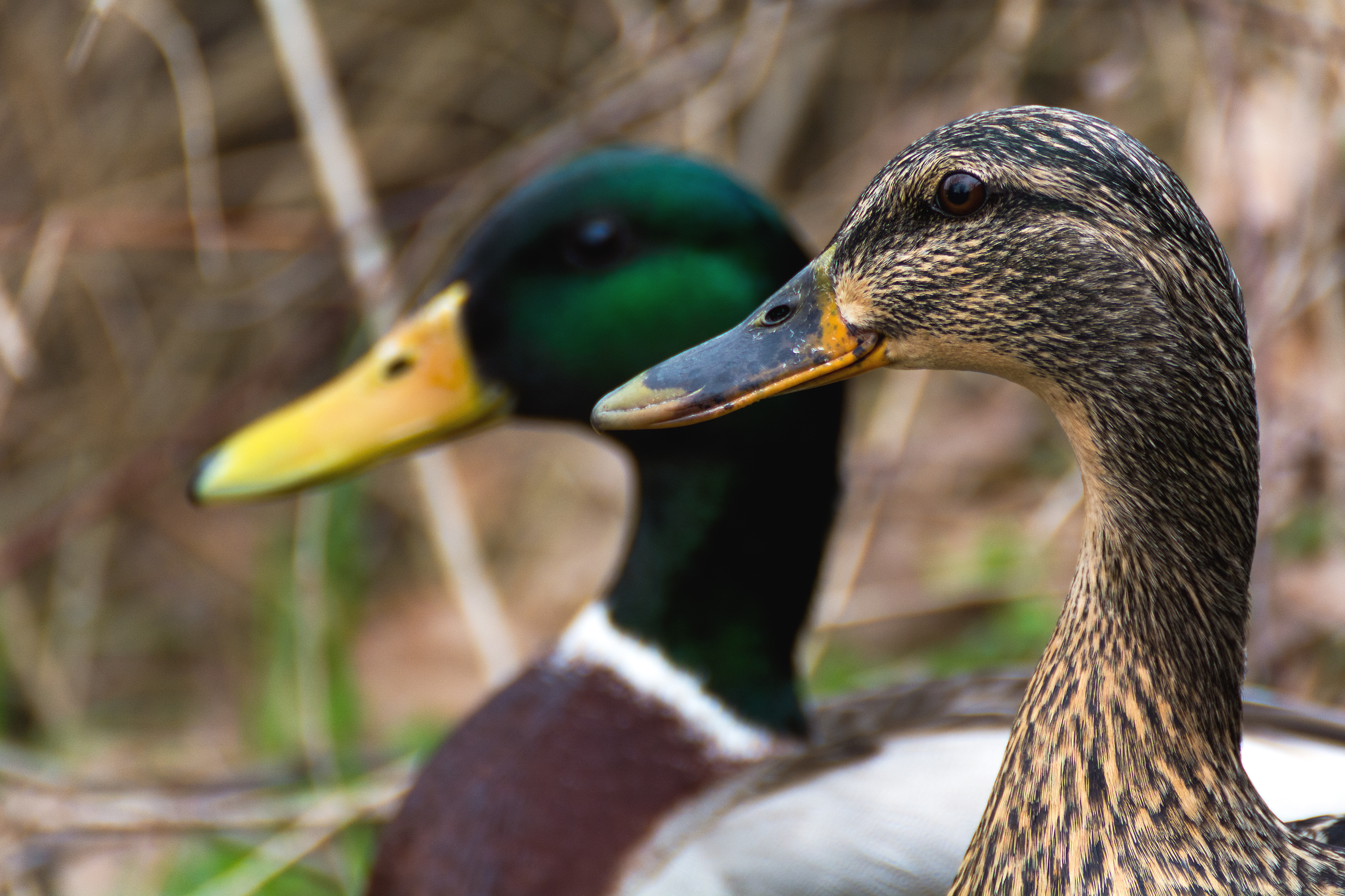 136 Duck Straw Stock Photos, High-Res Pictures, and Images - Getty Images