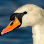 White Swan Portrait Swan portrait