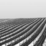 Vineyard covered with snow