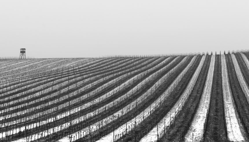 Vineyard covered with snow