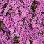 Flower background