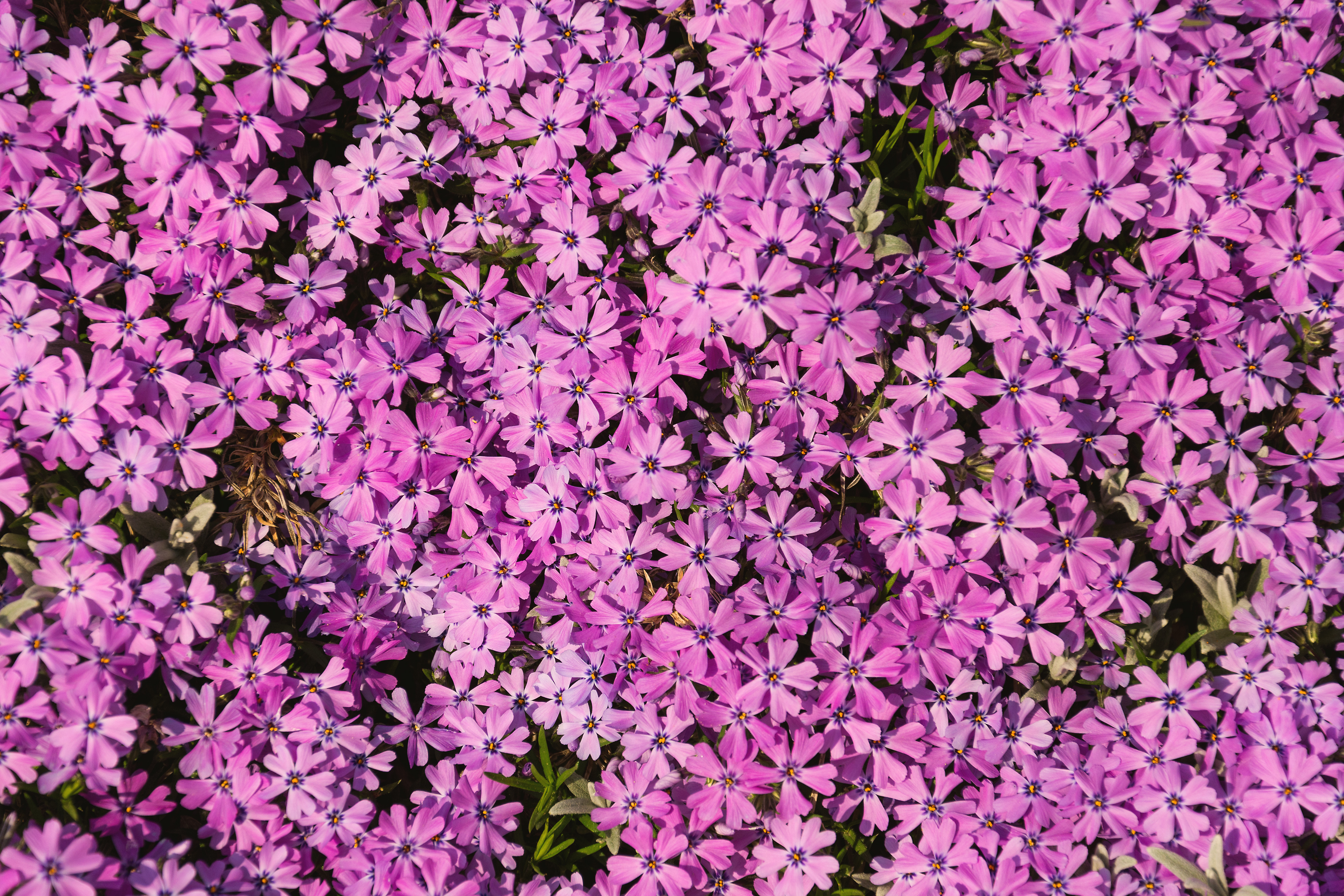 花の背景 無料のストックフォト Libreshot
