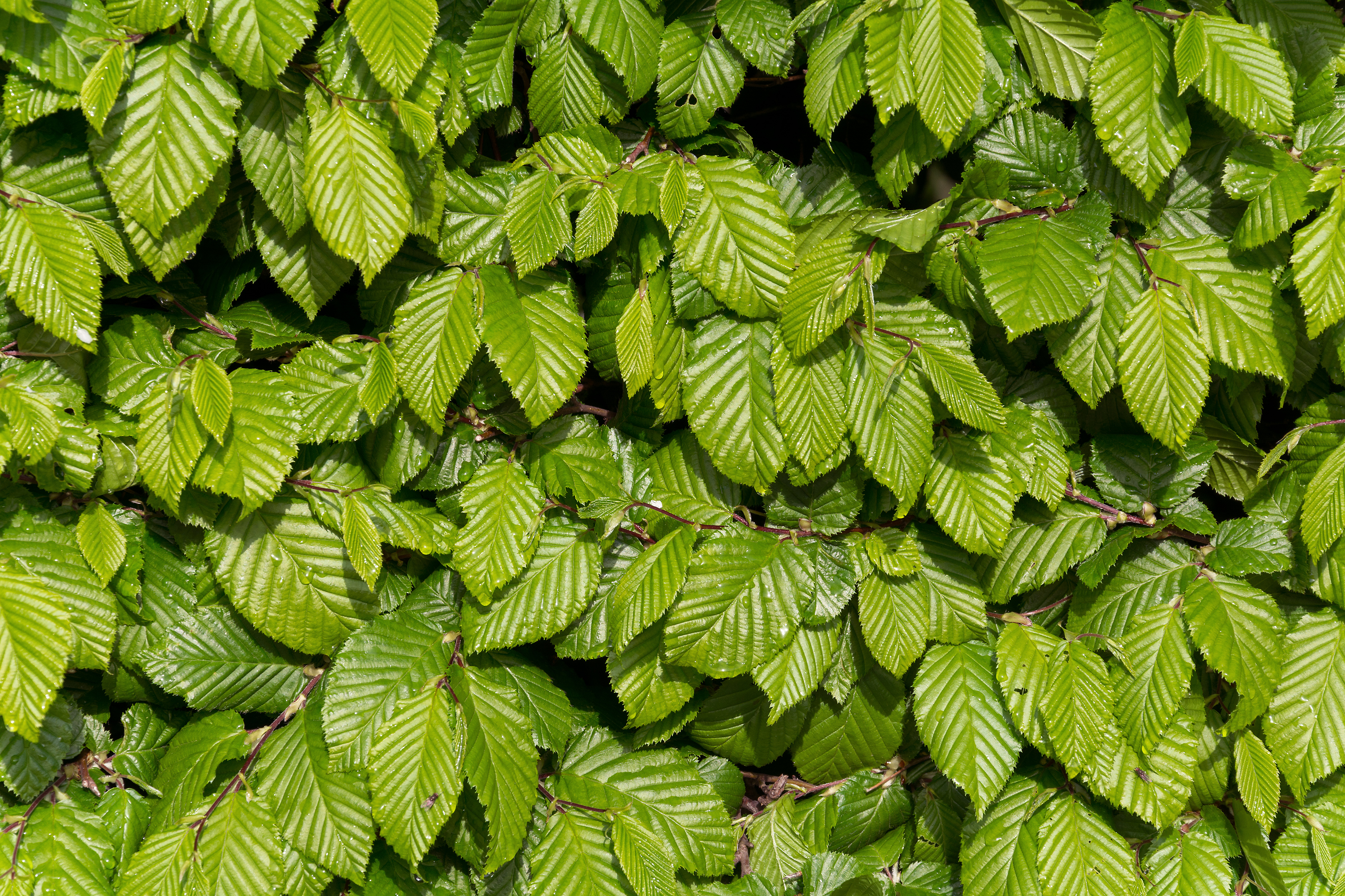 Green Leaves background | Copyright-free photo (by M. Vorel) | LibreShot