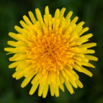 Dandelion Dandelion
