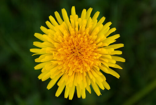 Dandelion | Copyright-free photo (by M. Vorel) | LibreShot