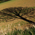 Tree shadow