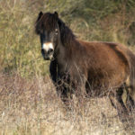 Wild horse