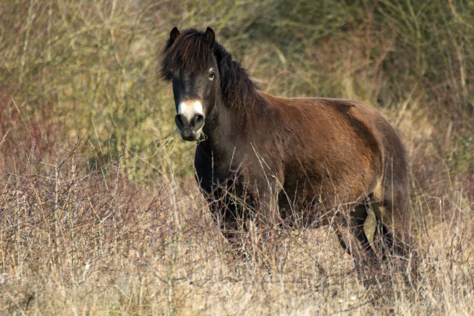 Wildes Pferd - Exmoor Pony | Kostenloses Foto auf Lager | LibreShot