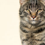 Wise Cat Portrait Cat portrait