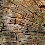 Cut wood texture