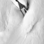 Beautiful Swan