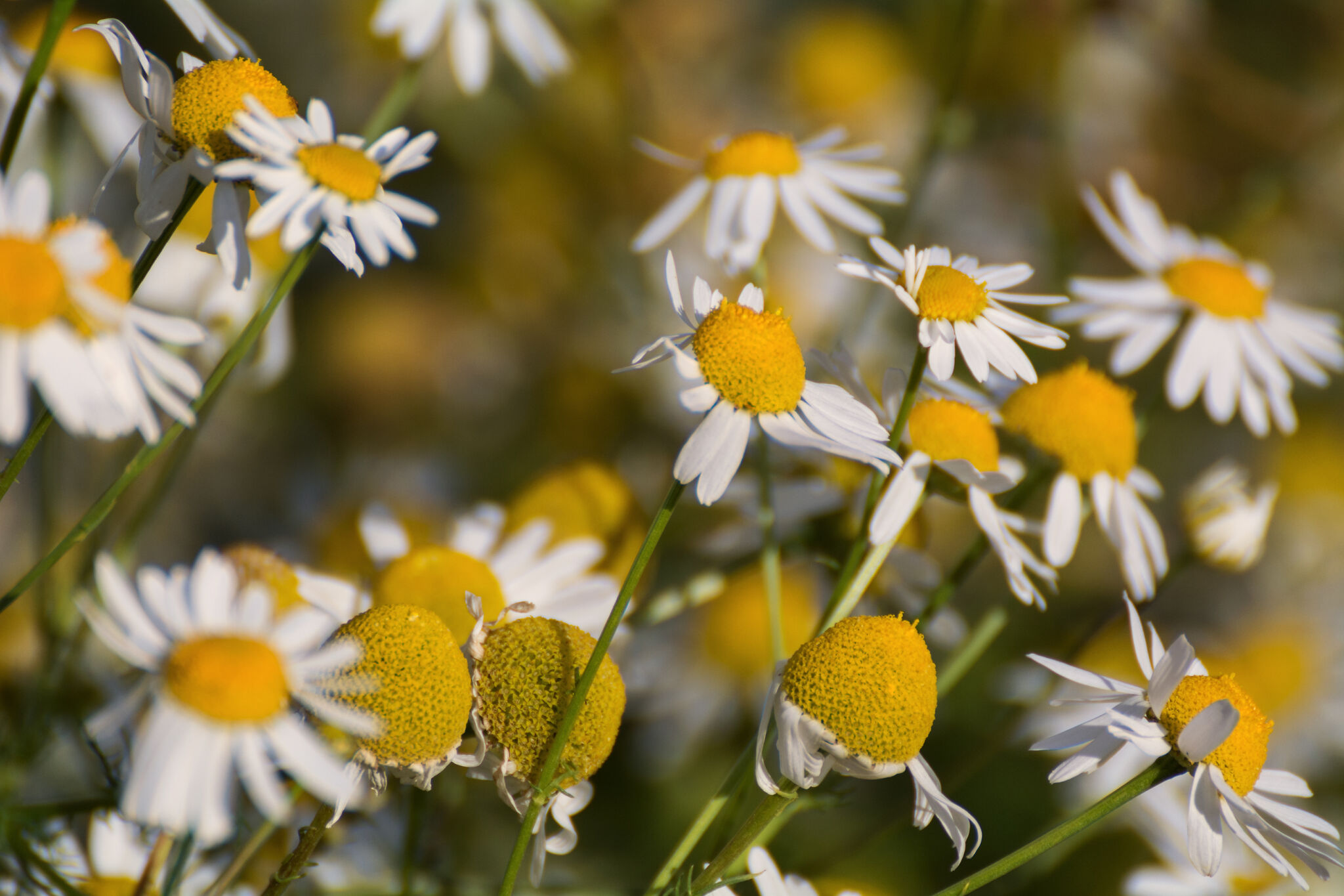 chamomile-free-stock-photo-libreshot