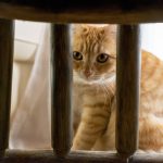Hidden cat Hidden cat