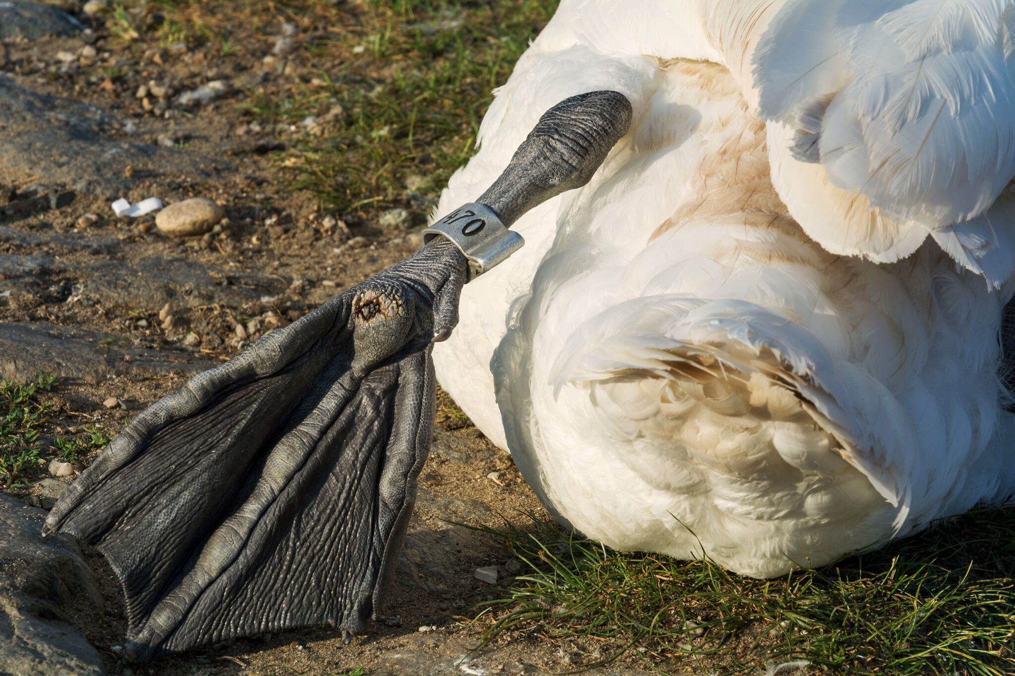 Bird ringing | Copyright-free photo (by M. Vorel) | LibreShot