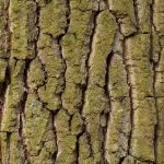 Tree bark texture