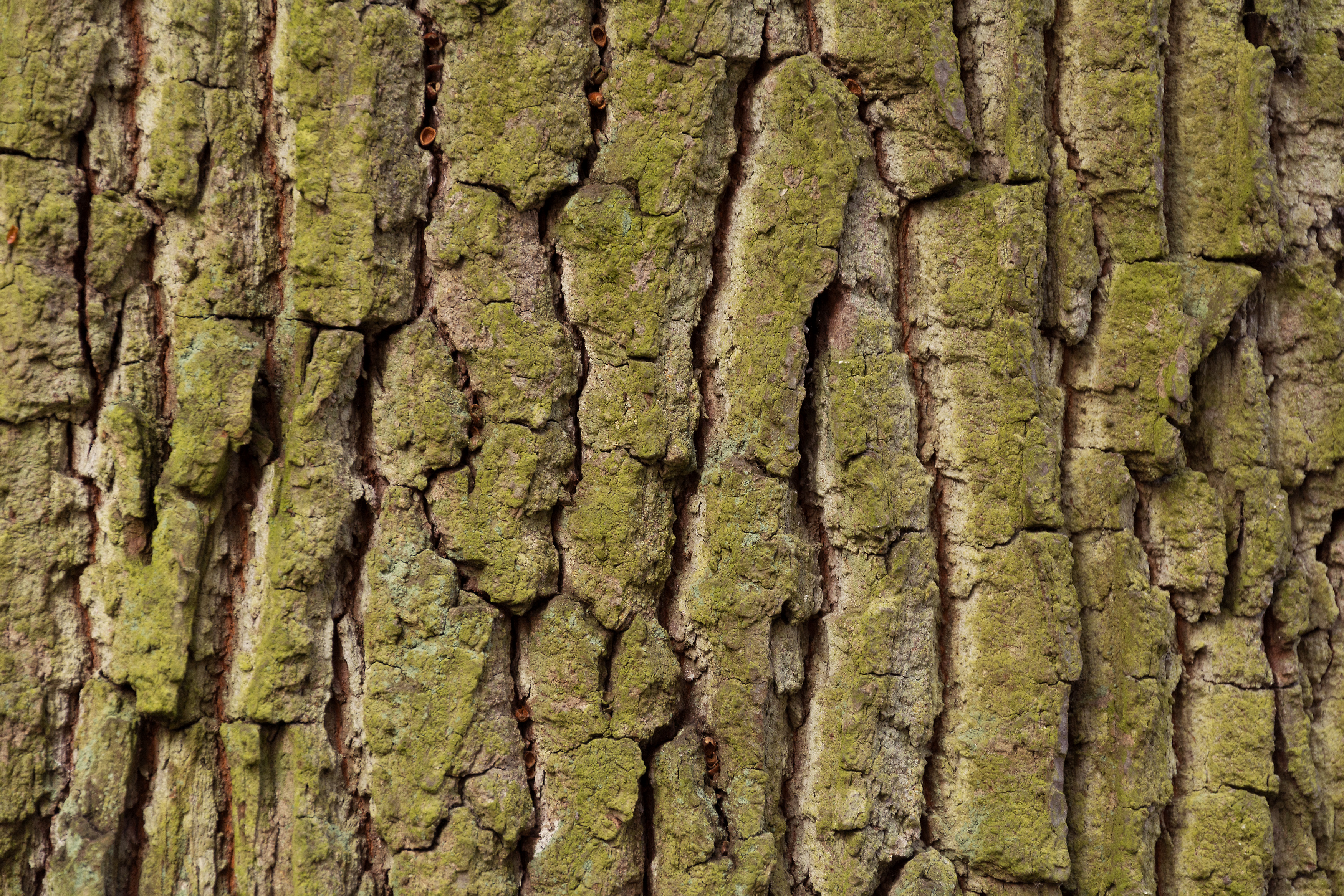 tree bark texture