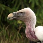 Vulture portrait