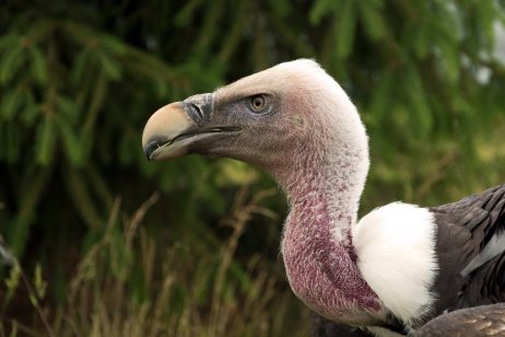 Griffon Vulture | Copyright-free photo (by M. Vorel) | LibreShot