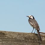 Small bird - White wagtail Small bird - White wagtail