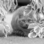 Cat hunting
