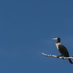 Great cormorant on a branch Great cormorant on a branch