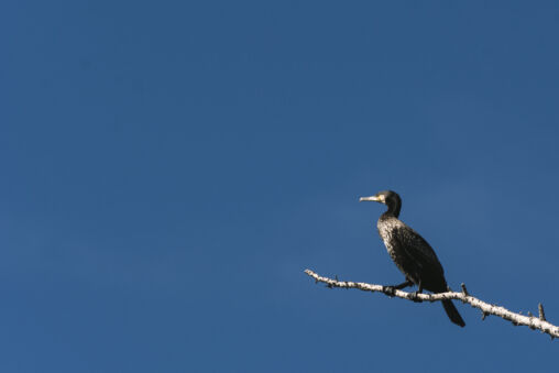 Great cormorant on a branch
