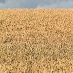 Grain field Dry field