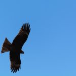 Silhouette of the eagle on the blue sky Silhouette of the eagle on the blue sky