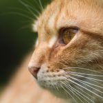 Cat Face Side View Cat face side view