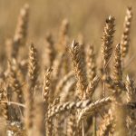 Grain field Grain field