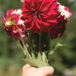Flower bouquet Flower bouquet