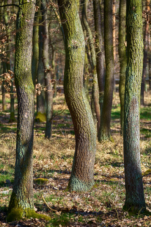 Magische Bäume