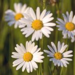 The flowers in the meadow The flowers in the meadow