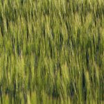 Field pattern